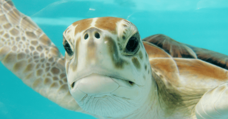 Longevity: Two Opposed Megatrends of Progress and Conservatism