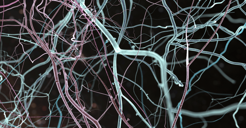 How to be greedy when others are fearful from a neuroscientific perspective