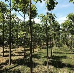 Seeing the Wood for the Trees: Turning forest into an investable, bankable asset